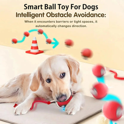 🌞Frühlingserwachen: 50% Rabatt!🐶Der Ball, der alleine spielt: Automatisches Hundespielzeug mit USB-C & 2 Geschwindigkeiten