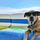 ❄️Sommerfrische 50 % Rabatt! 🐶CoolPaws™ Selbstkühlende Haustiermatte – Verhindert Überhitzung, erhöht Komfort & bleibt stundenlang kühl