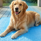 ❄️Sommerfrische 50 % Rabatt!💙Atmungsaktive Kühlmatte für Hunde und Katzen – Weiche Sommermatte mit 3-Schicht-Komfortdesign